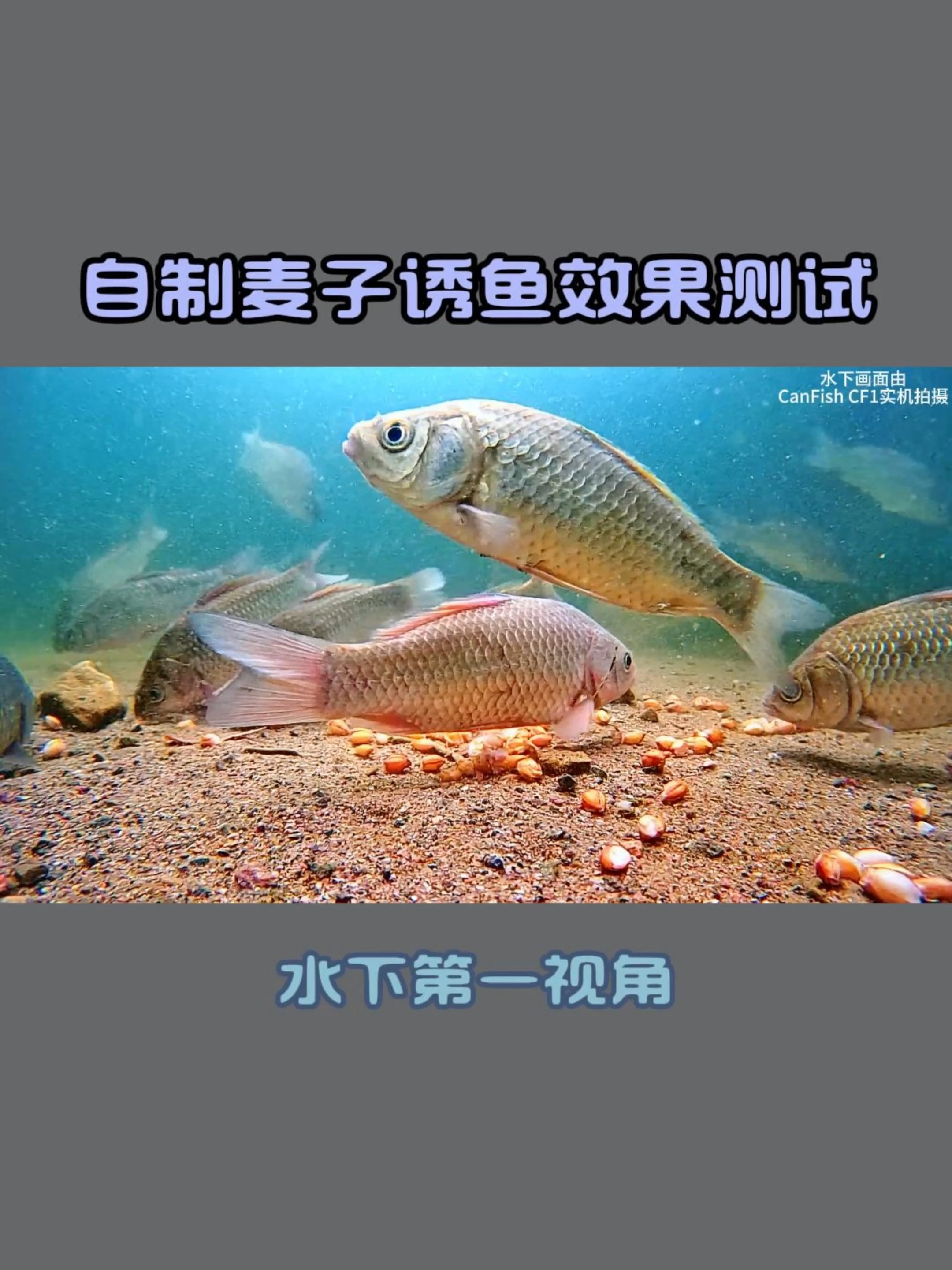 钓鱼麦子饵料做法(钓鱼麦子窝料怎样做)
