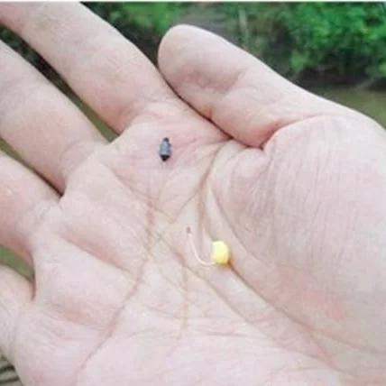 冬季麦粒不如饵料(冬季用小麦粒钓鱼行吗?)