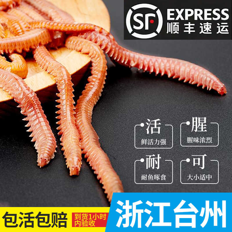 沙蚕首选饵料(沙蚕挂饵技巧)