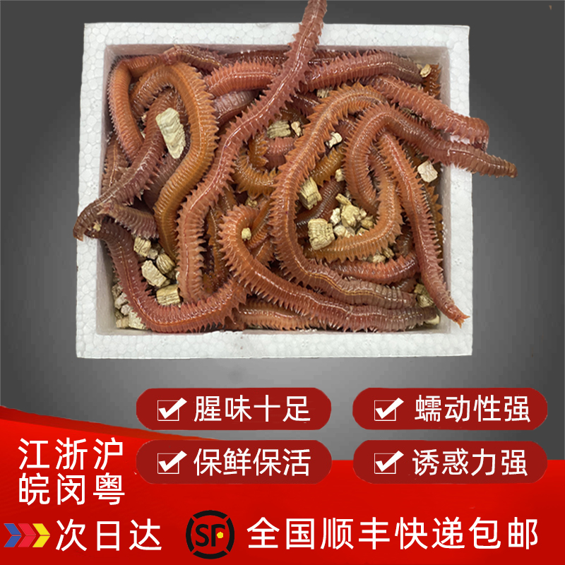 沙蚕首选饵料(沙蚕挂饵技巧)