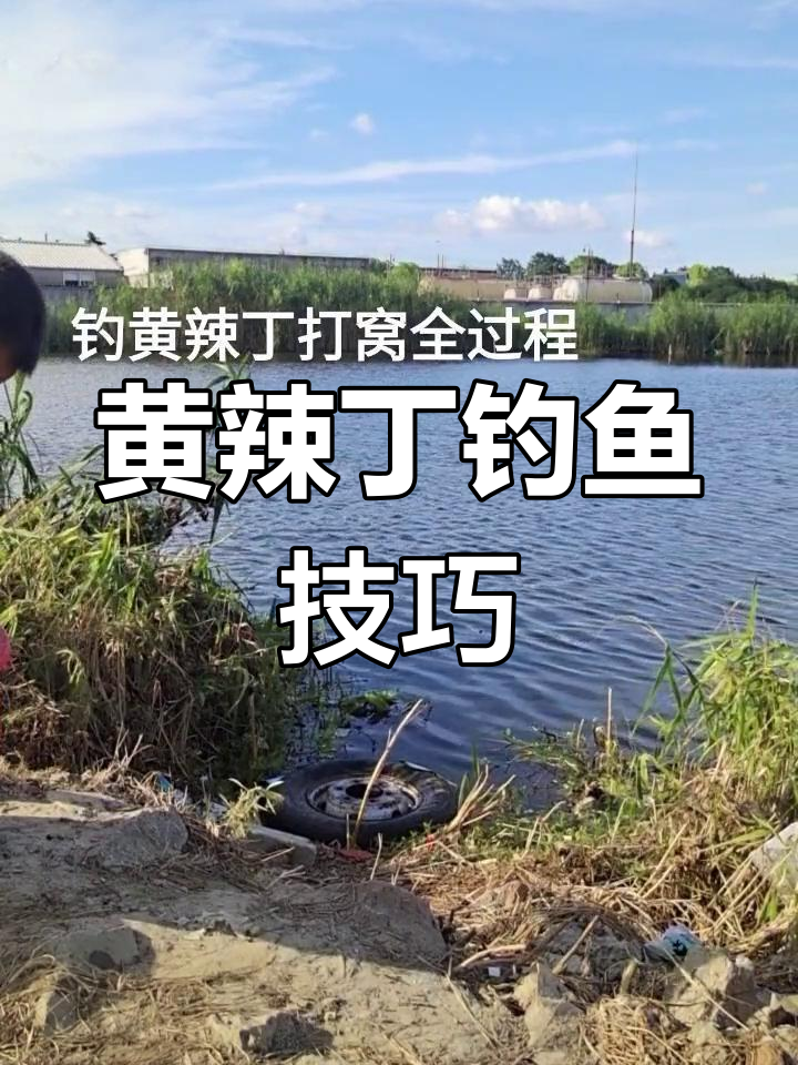 黄刺骨钓鱼技巧大全(黄刺骨钓鱼技巧大全图解)