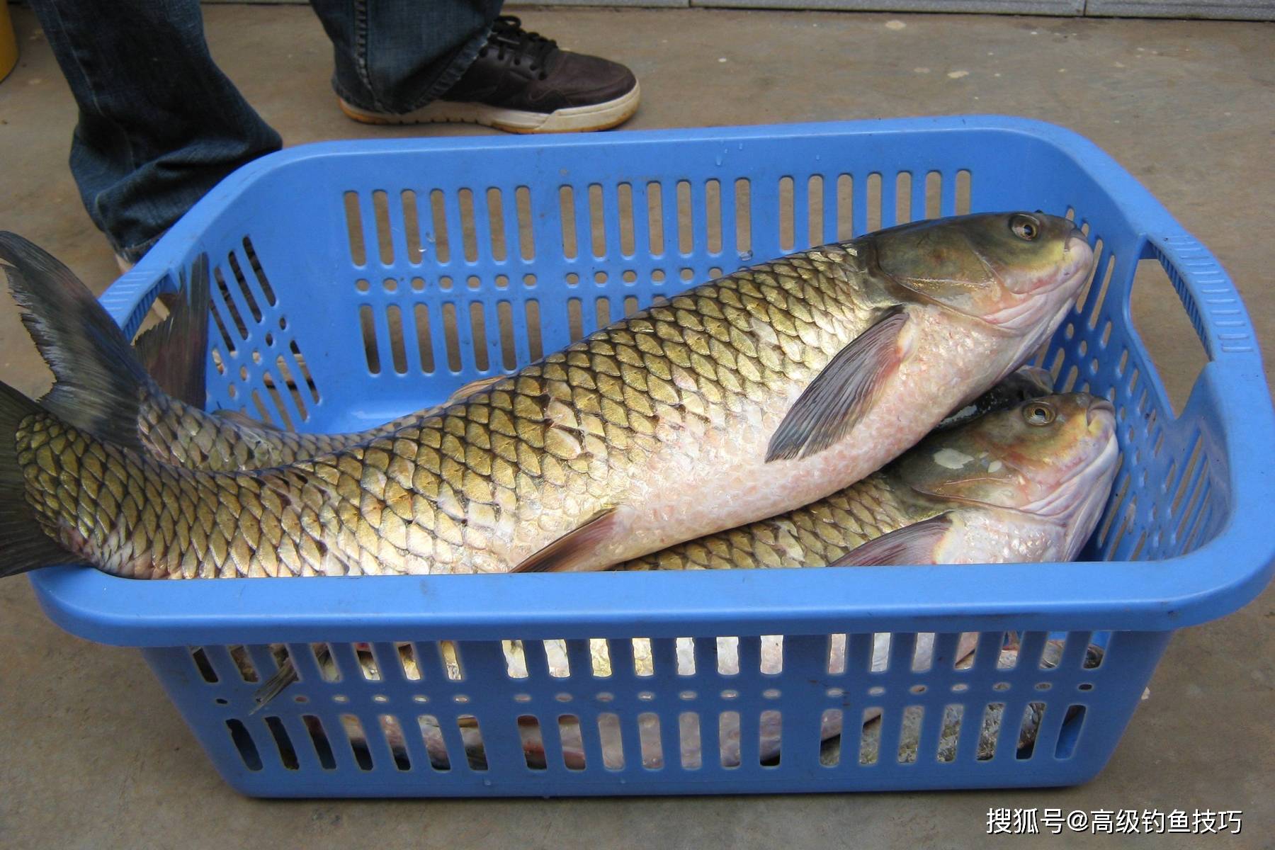河钓草鱼鱼技巧(野河怎么钓草鱼打窝和钓)