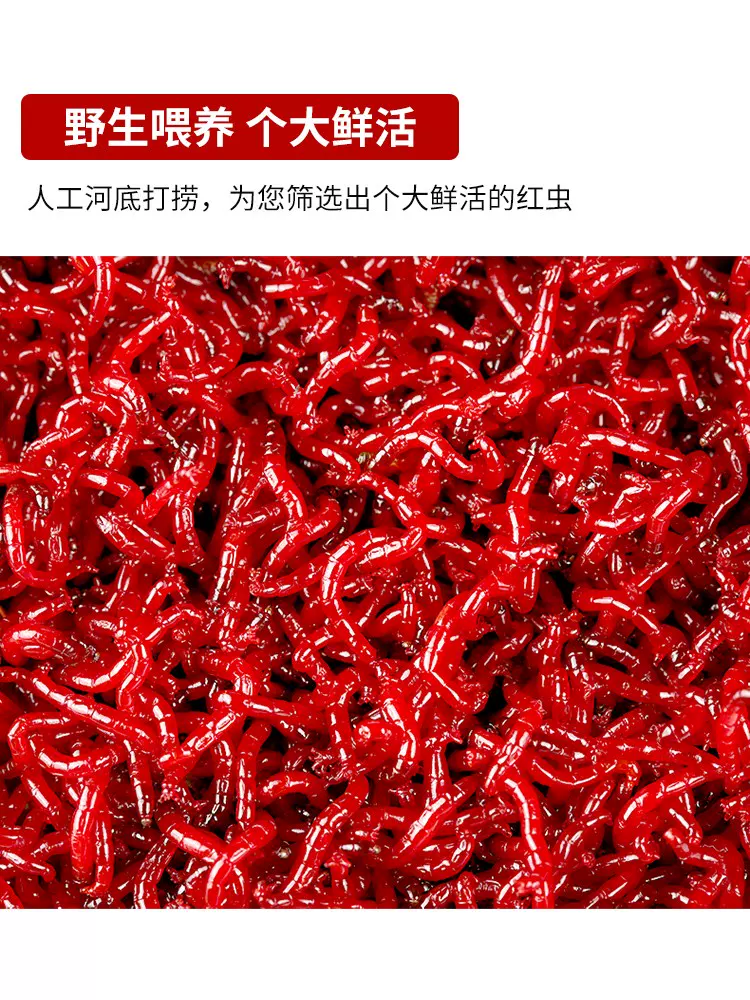 钦州海钓红虫(海钓红虫批发)