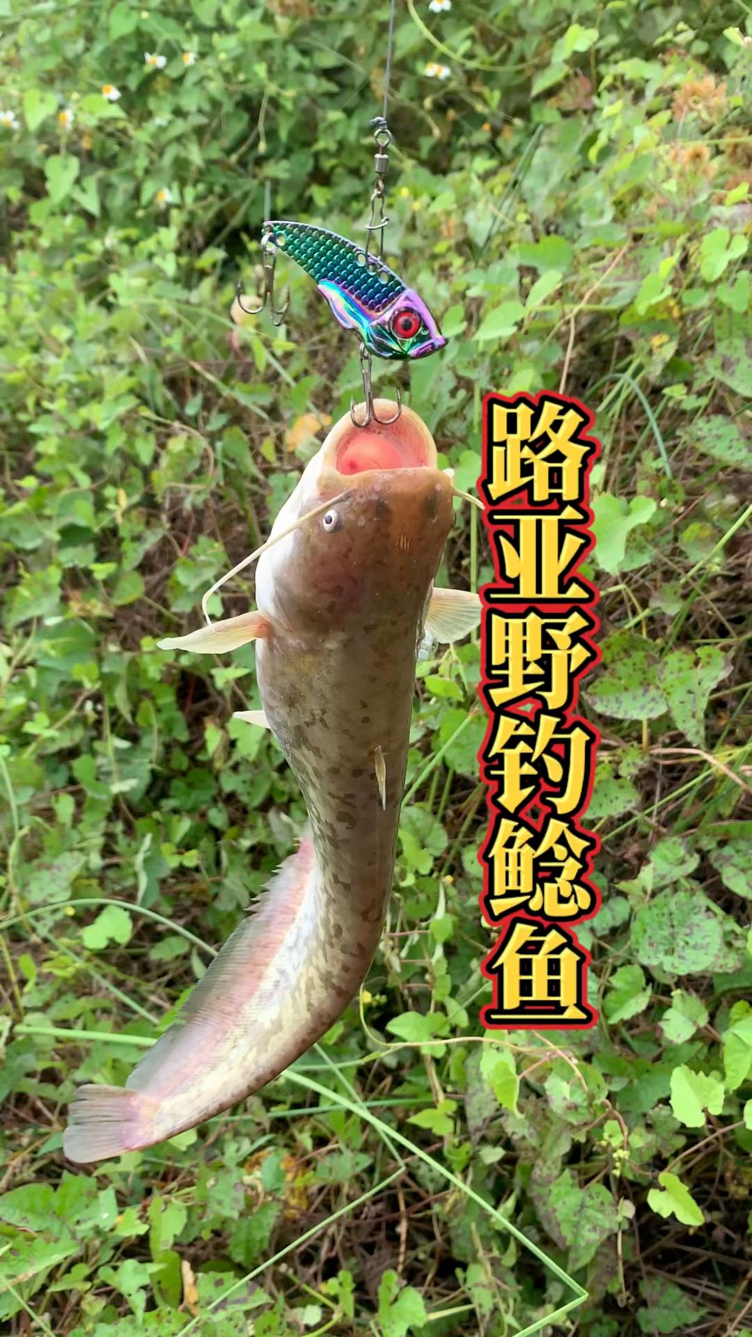 路亚钓鲇鱼技巧(路亚钓鲶鱼的最佳方法)