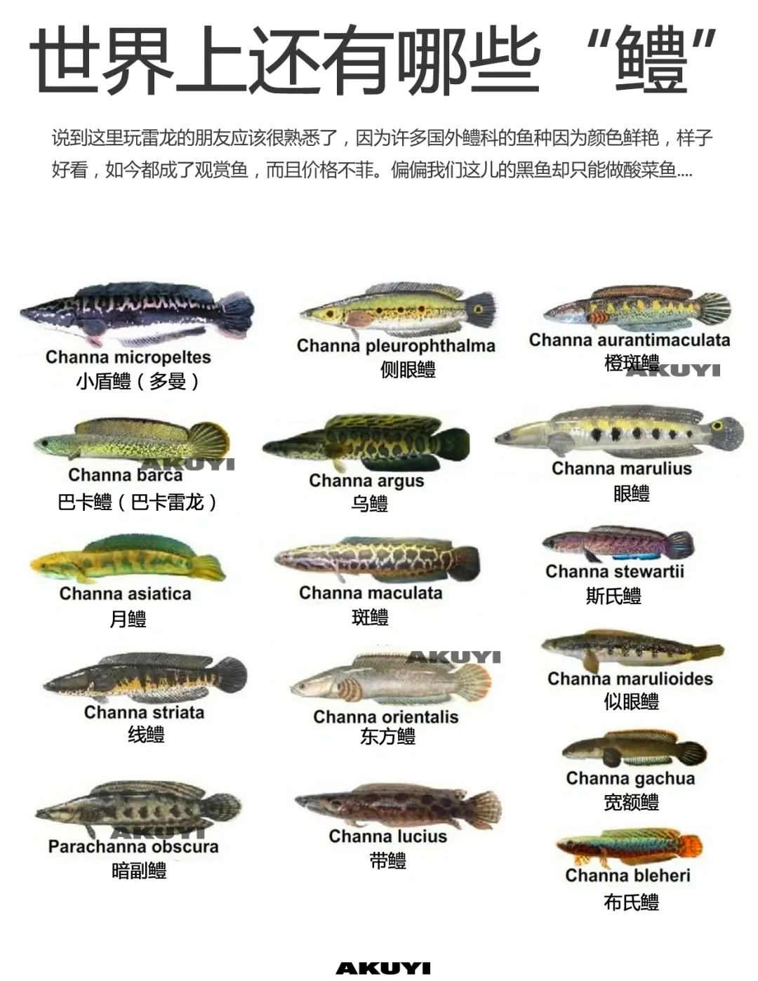 钓黑雕鱼技巧(钓黑雕鱼技巧和方法)