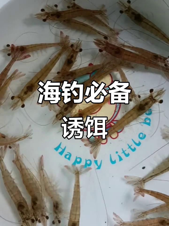 自制海钓虾饵(海钓虾饵制作视频)
