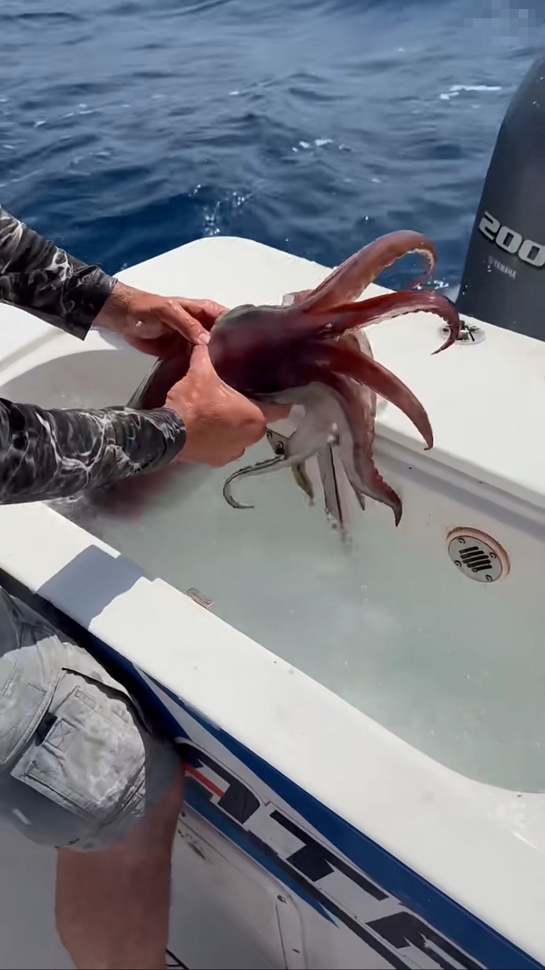 海钓鱿鱼肚(北海钓鱿鱼最佳时间)
