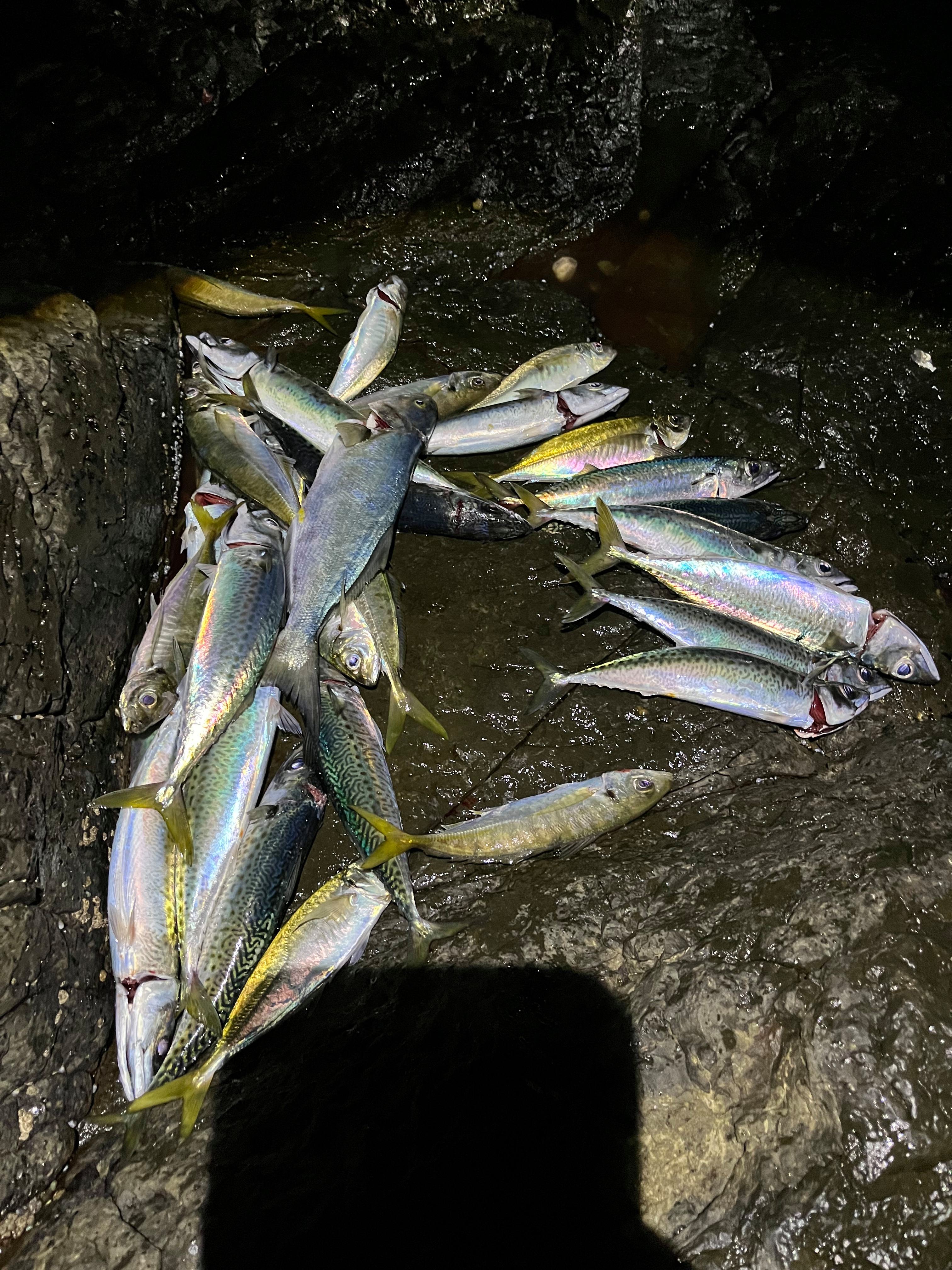 海钓鳙鱼调漂方法(海钓鳙鱼调漂方法和技巧)