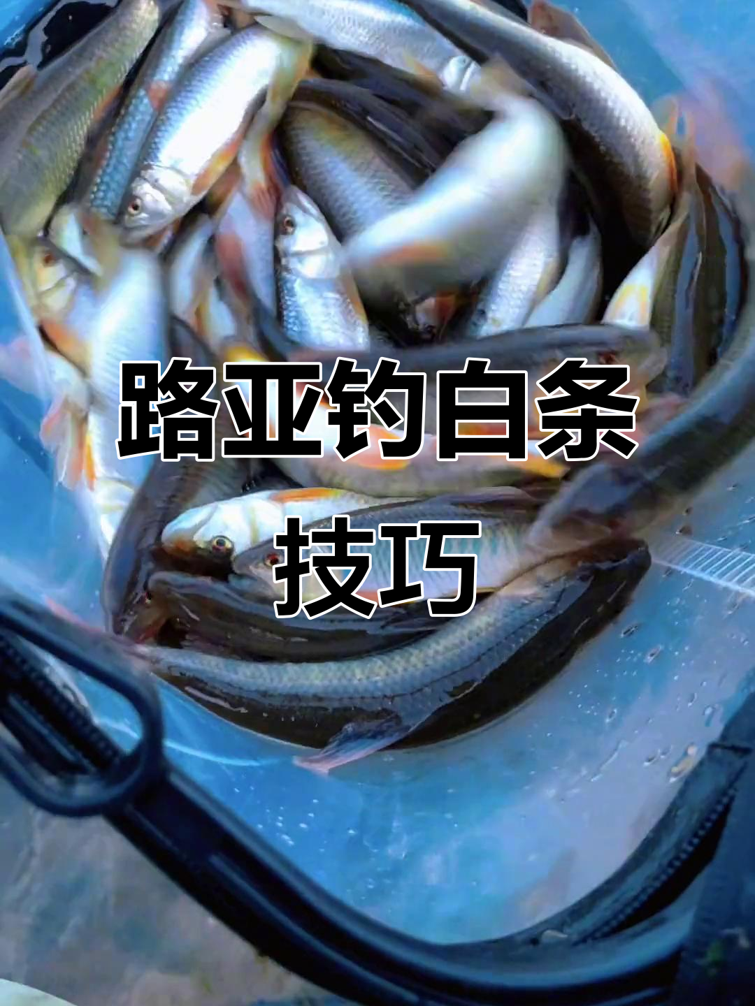 上校路亚技巧(新手路亚入门基本知识)