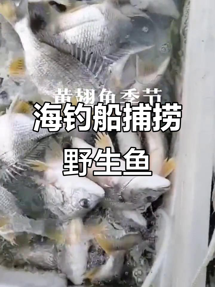 李村买海钓鱼食(李村渔具店)