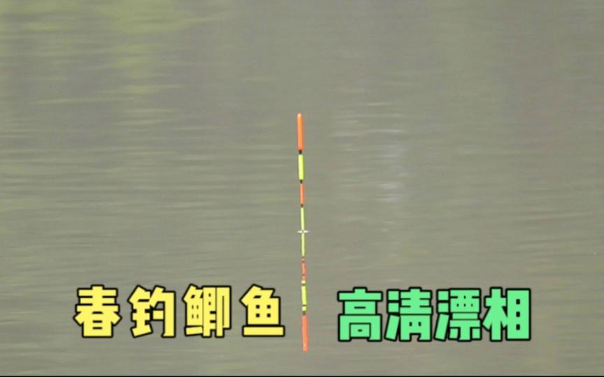 钓鲫鱼看漂技巧(钓鲫鱼看漂技巧和方法)