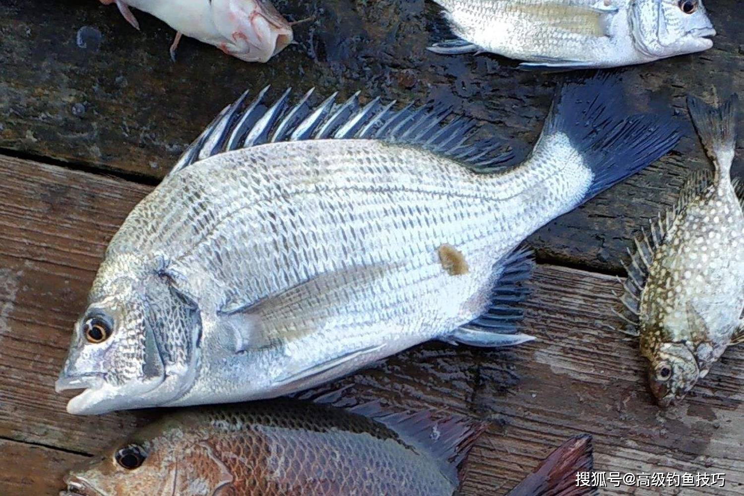 适合近海容易海钓的鱼种(近海钓鱼用什么船好)