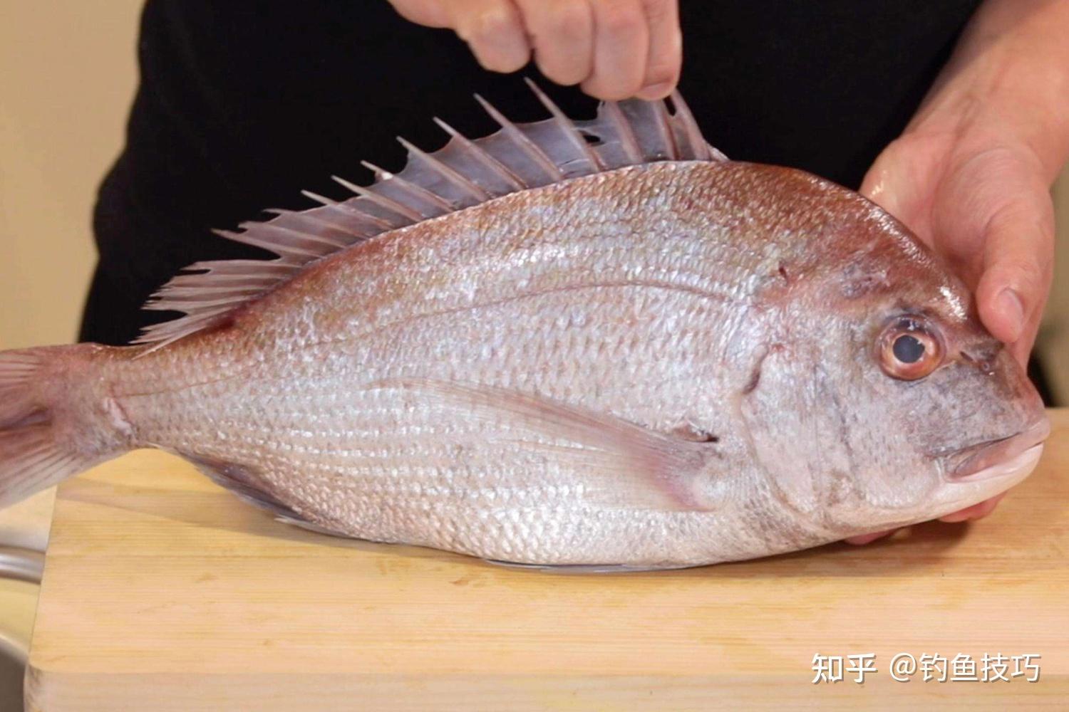 适合近海容易海钓的鱼种(近海钓鱼用什么船好)