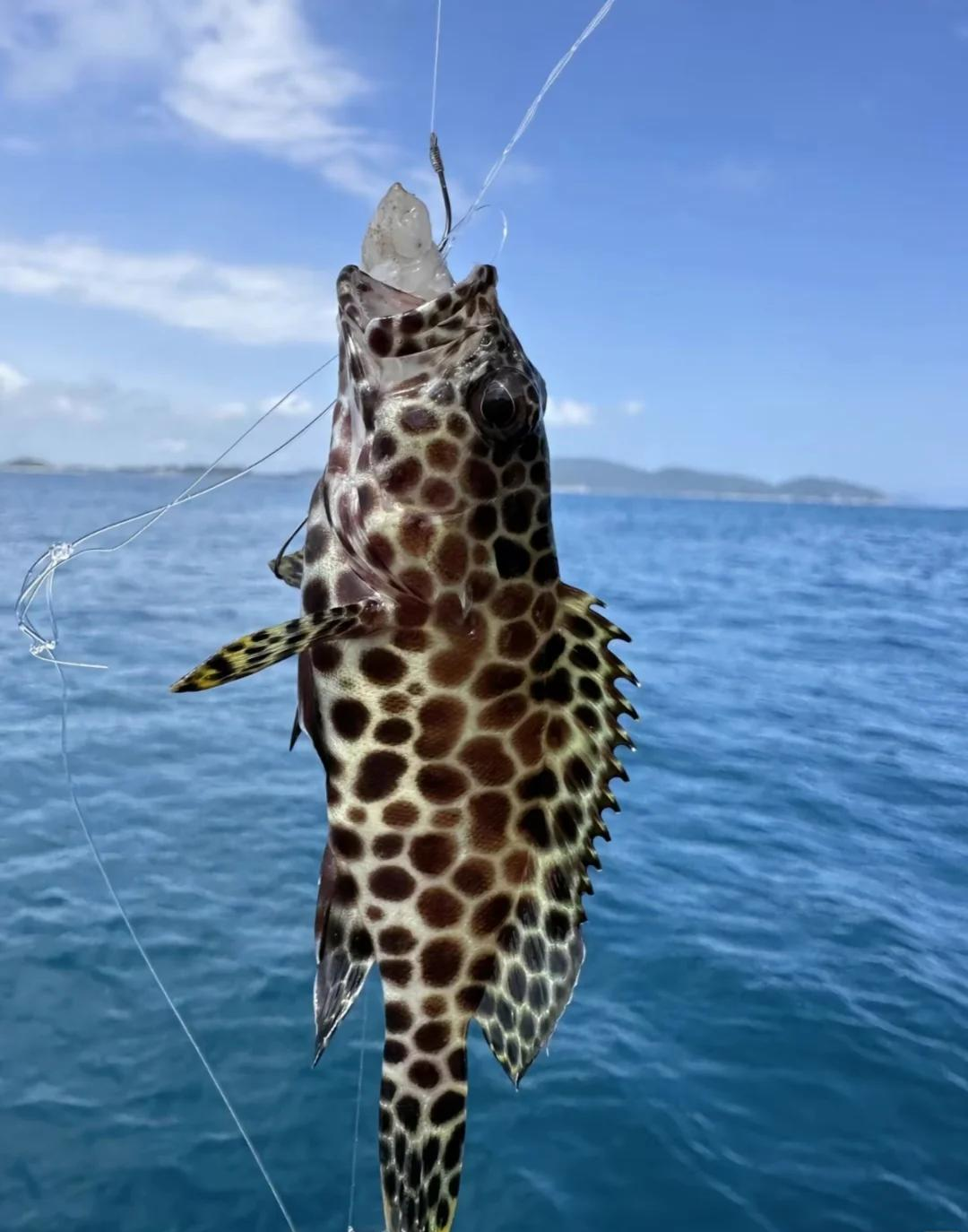 海钓分多少种(海钓分几种)