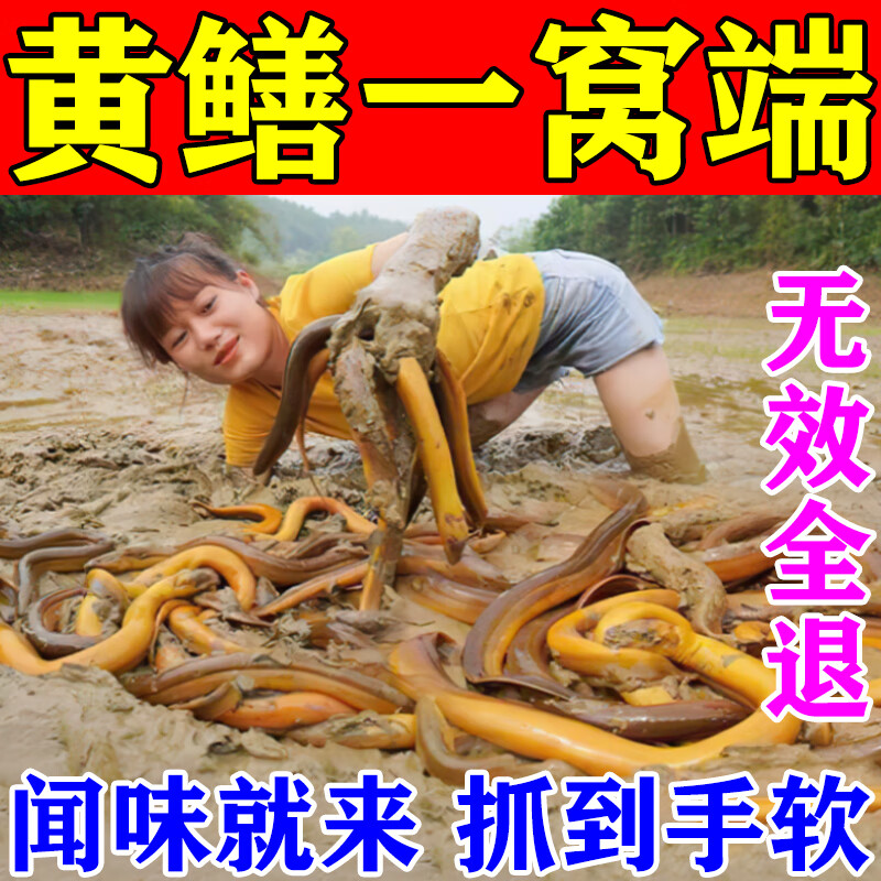 逮黄鳝最好饵料(逮黄鳝技术)