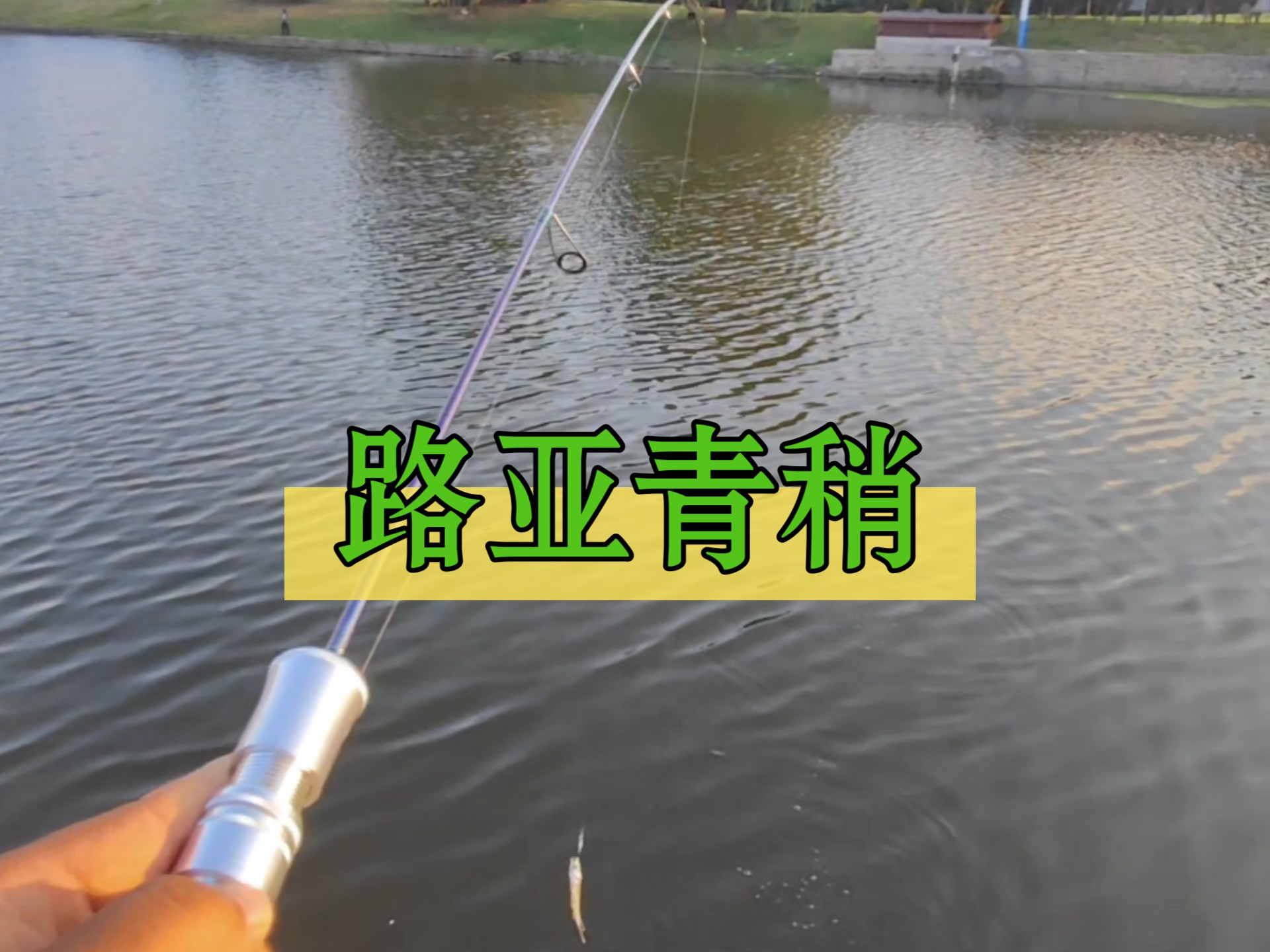 焦作路亚(为什么不建议玩路亚)