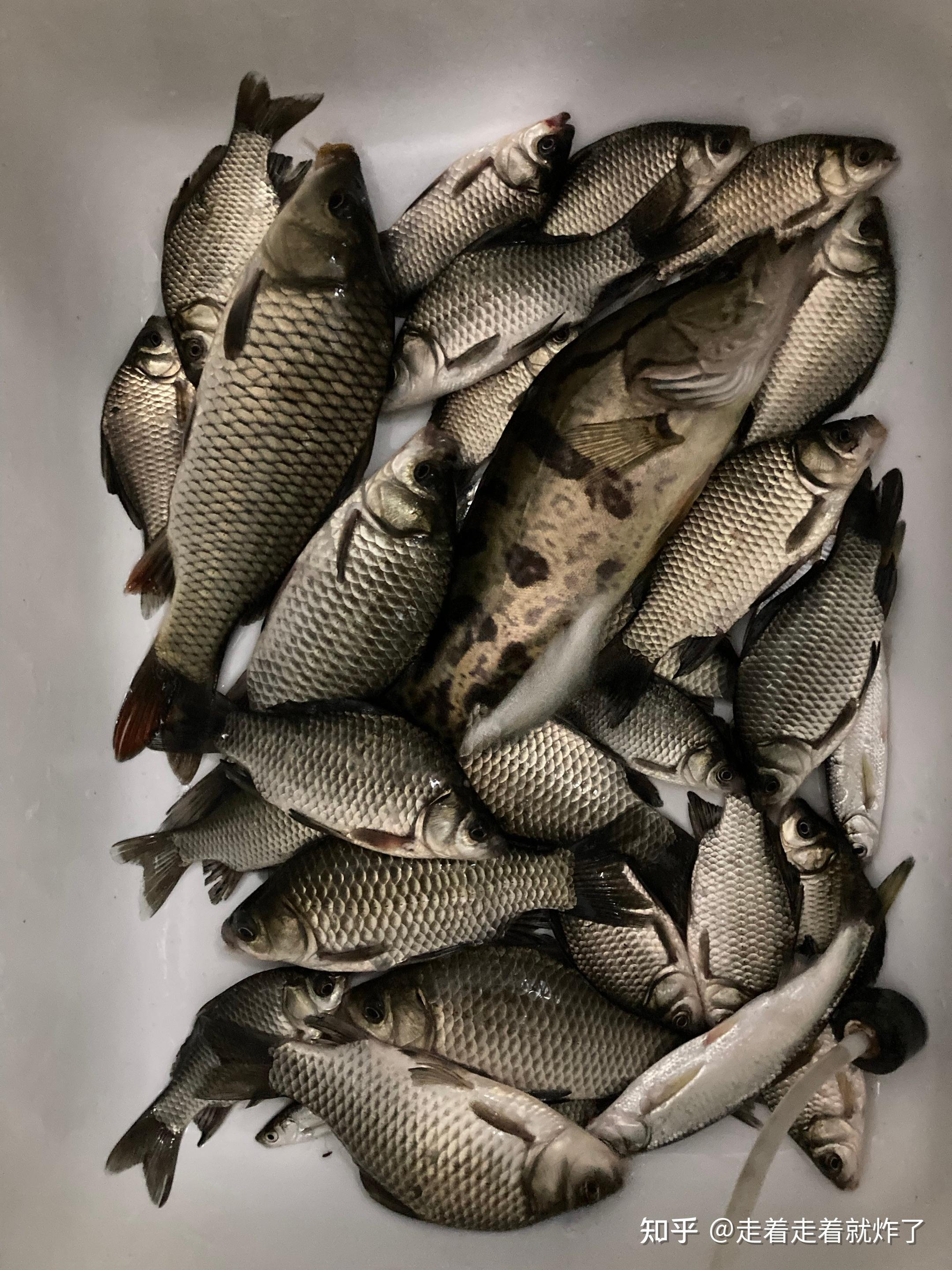 深秋筏钓鲫鱼技巧(秋天筏竿钓鱼技巧)