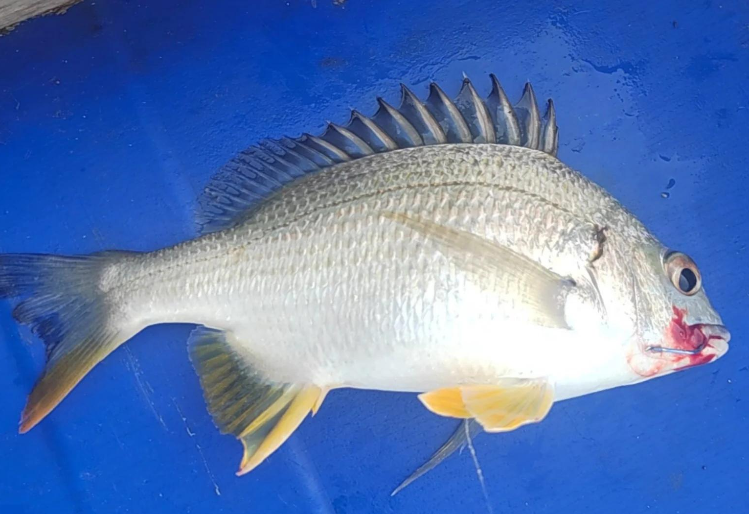 海口租船海钓(海口租船出海钓鱼价格)