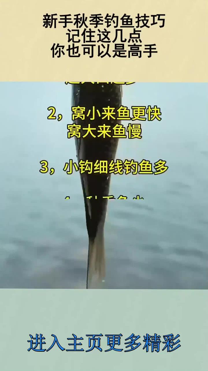秋季钓鱼技巧大全(秋季钓鱼技巧大全野外)