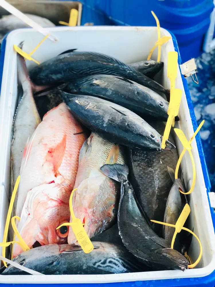 南油海钓召集(南油海钓适合的电绞轮)