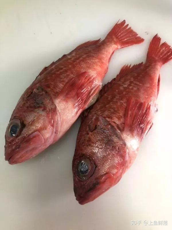 南油海钓召集(南油海钓适合的电绞轮)
