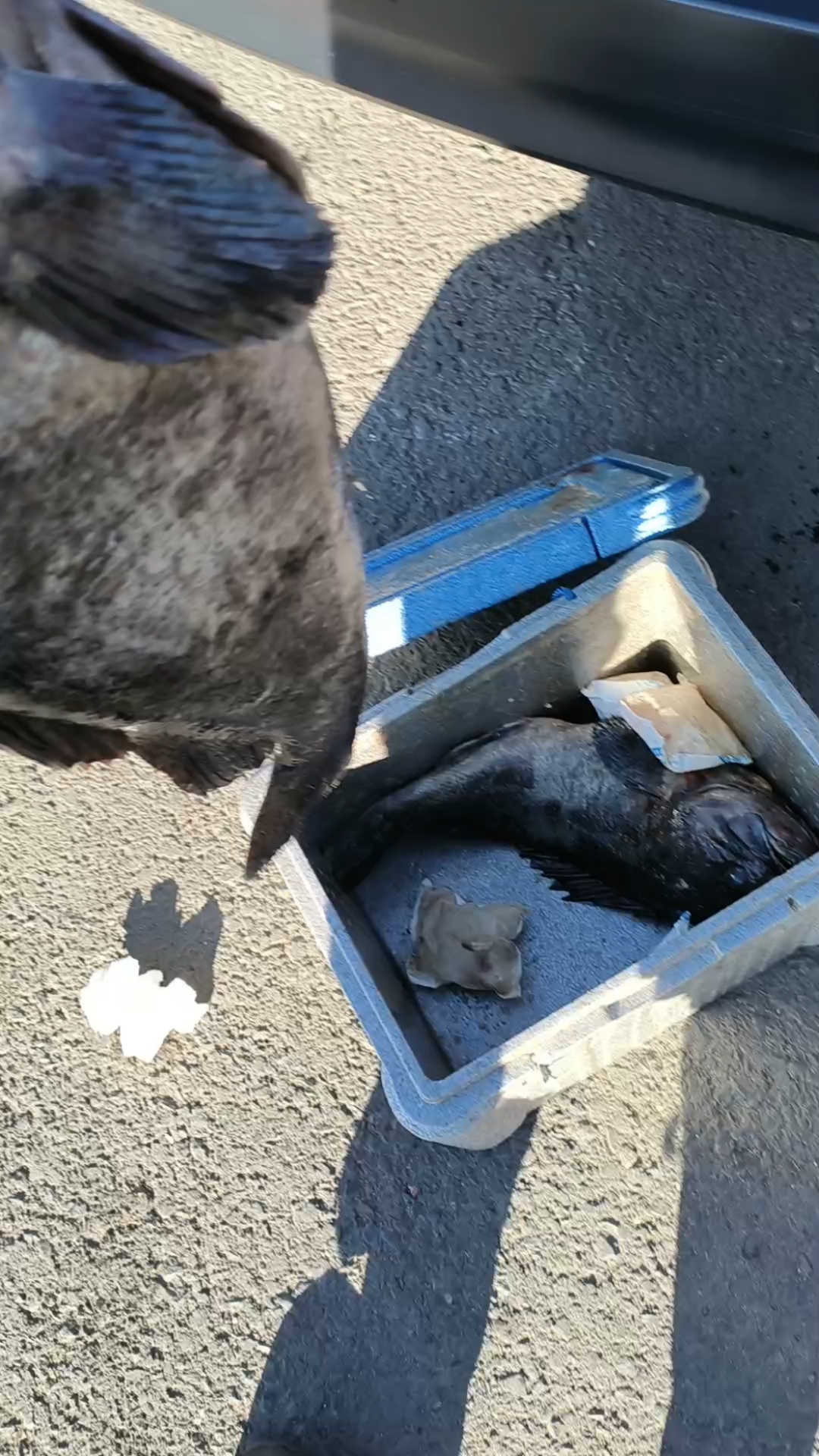 威海海钓黑鱼(威海黑鱼学名)