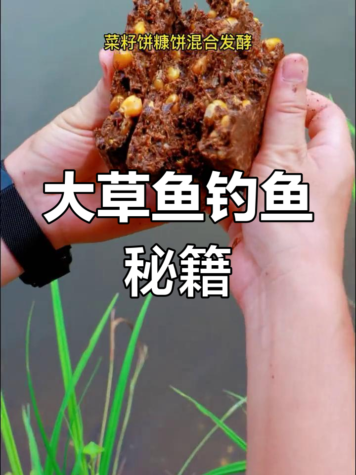 怎么配钓草鱼的饵料(怎么样配钓草鱼窝料)