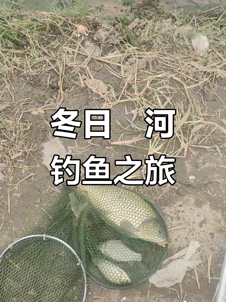 冬天夜晚钓鲤鱼的技巧(冬天夜晚钓鲤鱼的技巧视频)