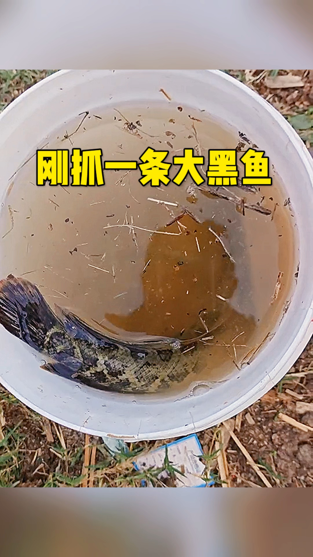 大黑鱼技巧视频高清(大黑鱼怎么打)