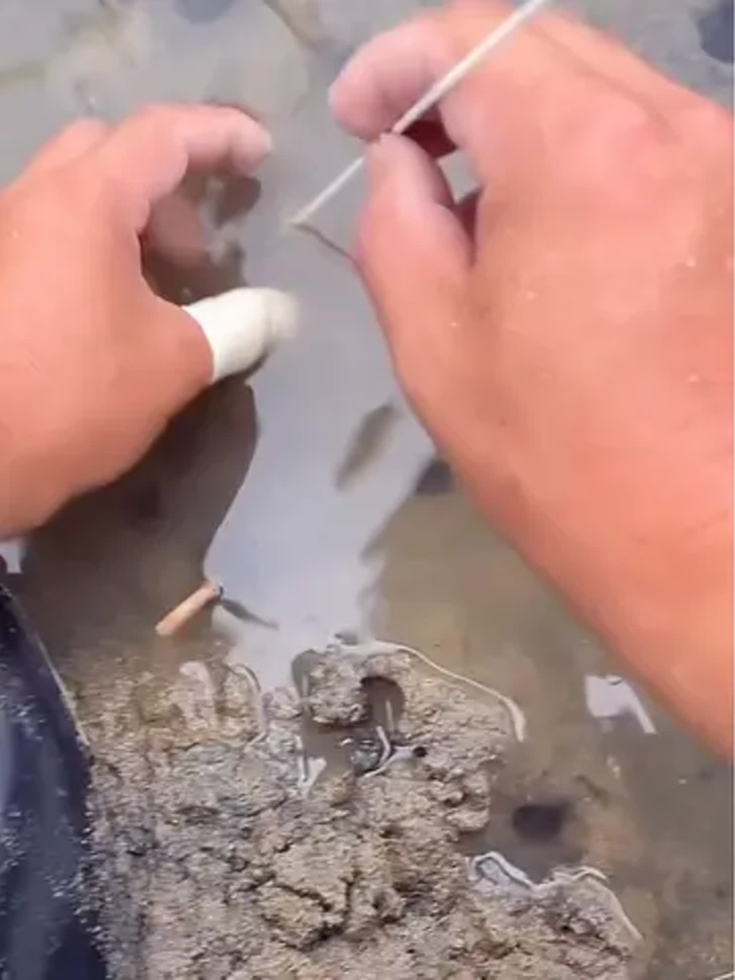 海边用虾钓鱼技巧(海边钓虾用什么工具)