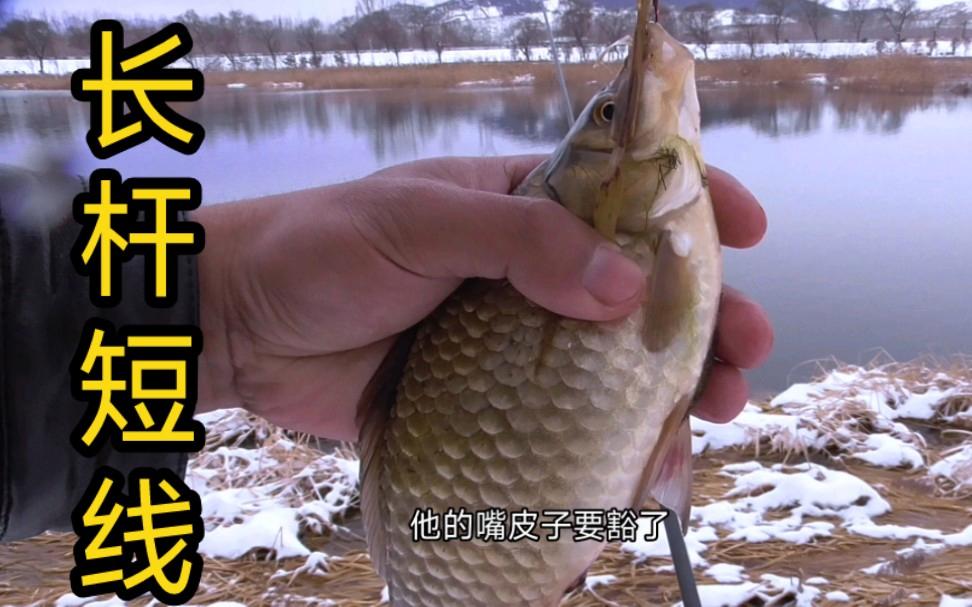 威海钓鳕鱼视频(威海船钓鳕鱼钓组图)