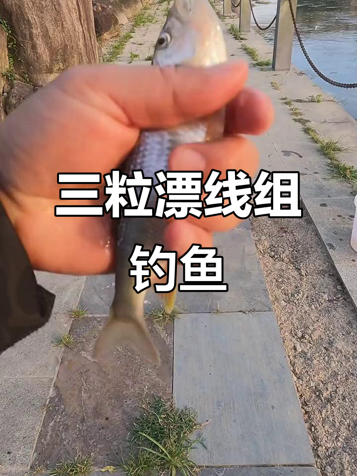 急流钓鱼用漂技巧(急流最佳钓法解说视频)