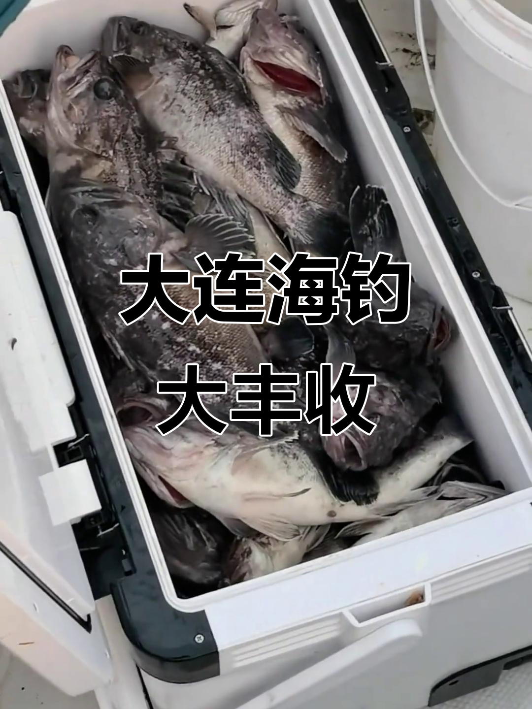 大连海钓俱乐部在哪里(大连海钓俱乐部收费)