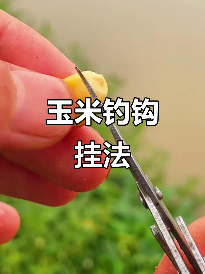 玉米珠珠钓鱼技巧(珠珠钓法玉米打窝技巧)