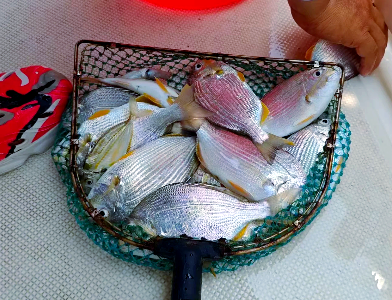 厦门海钓饵(厦门海钓三根刺)