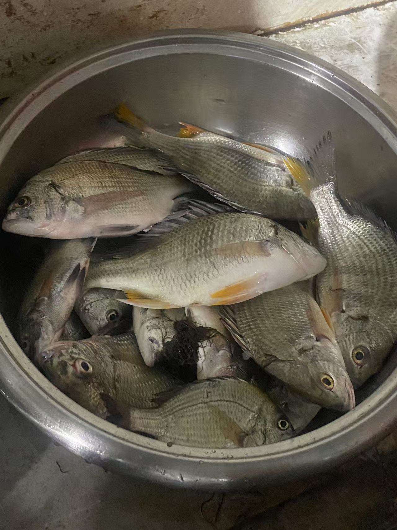 海钓筏钓视频高清(筏钓海钓视频大全高清)