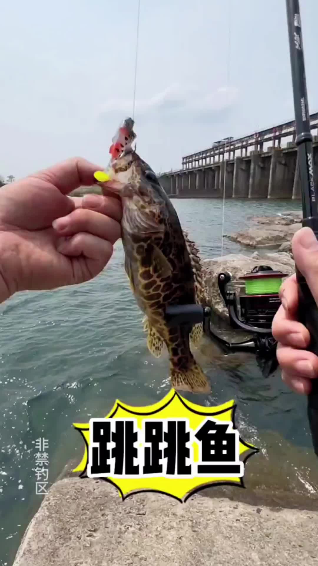 路亚xh钓(路亚作钓)