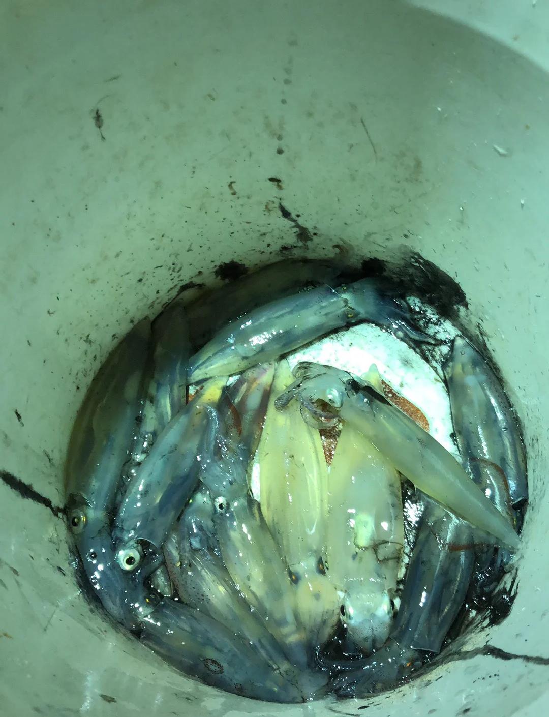 惠州澳头海钓鱿鱼(惠州澳头海钓鱿鱼哪里好)