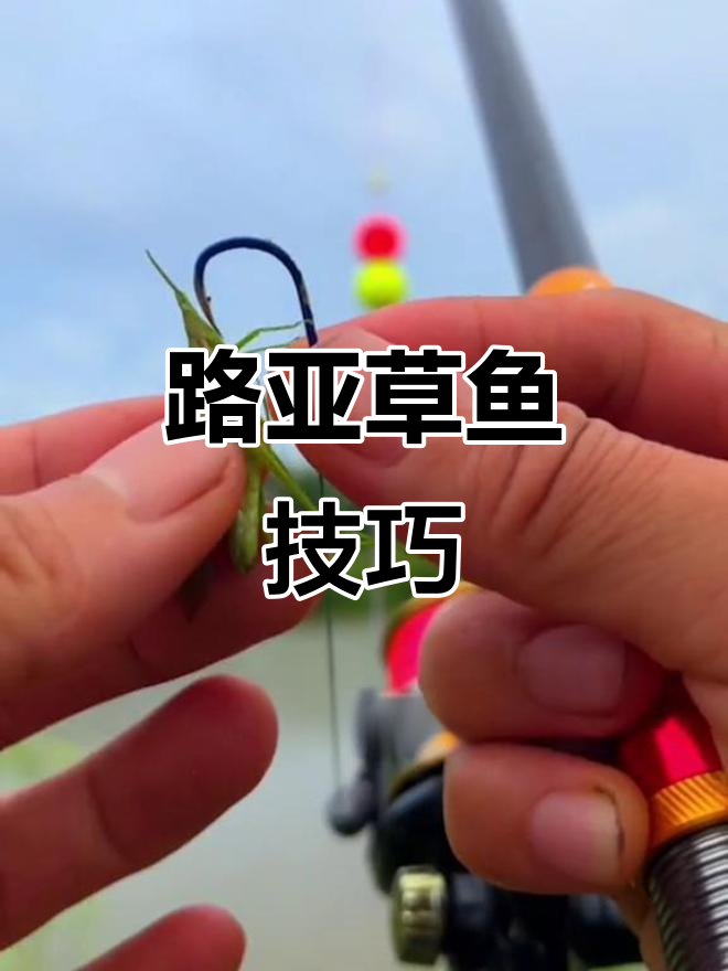 用路亚竿怎样钓草鱼(路亚怎么钓草)
