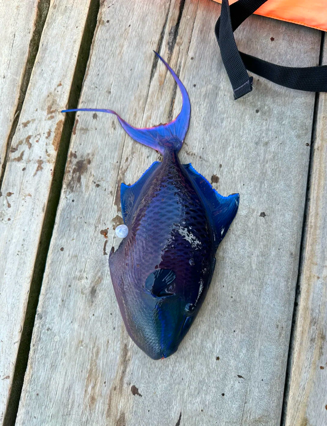 海钓鱼类照片(海钓鱼获照片)