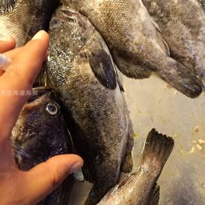 海钓黑老婆的技巧(海钓黑坑技巧)