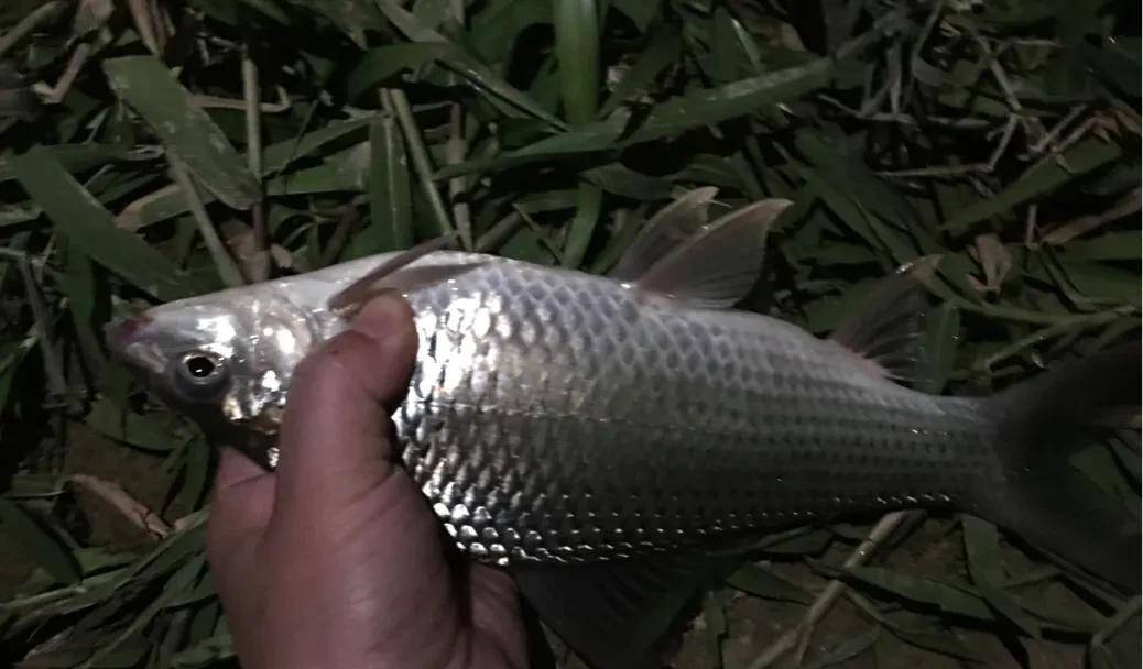 广州南湖夜钓鲮鱼技巧(广东钓鲮鱼的最佳方法鲮)
