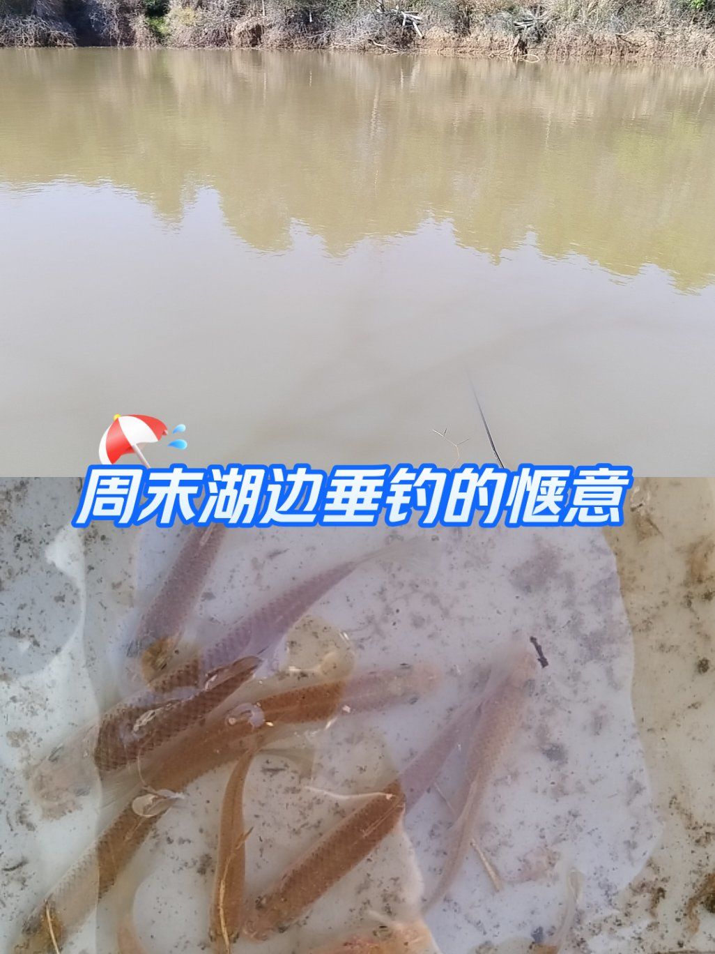 钓麦穗鱼技巧(钓鱼麦穗鱼)