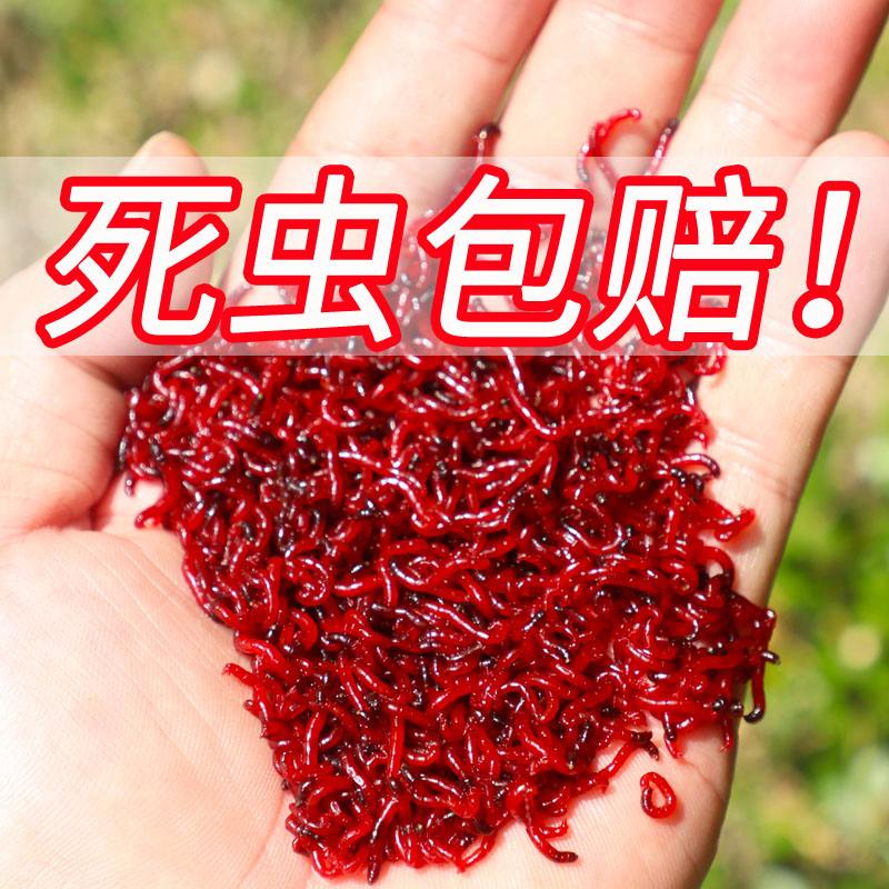 渔具店的红虫(渔具店的红虫从哪里进货)