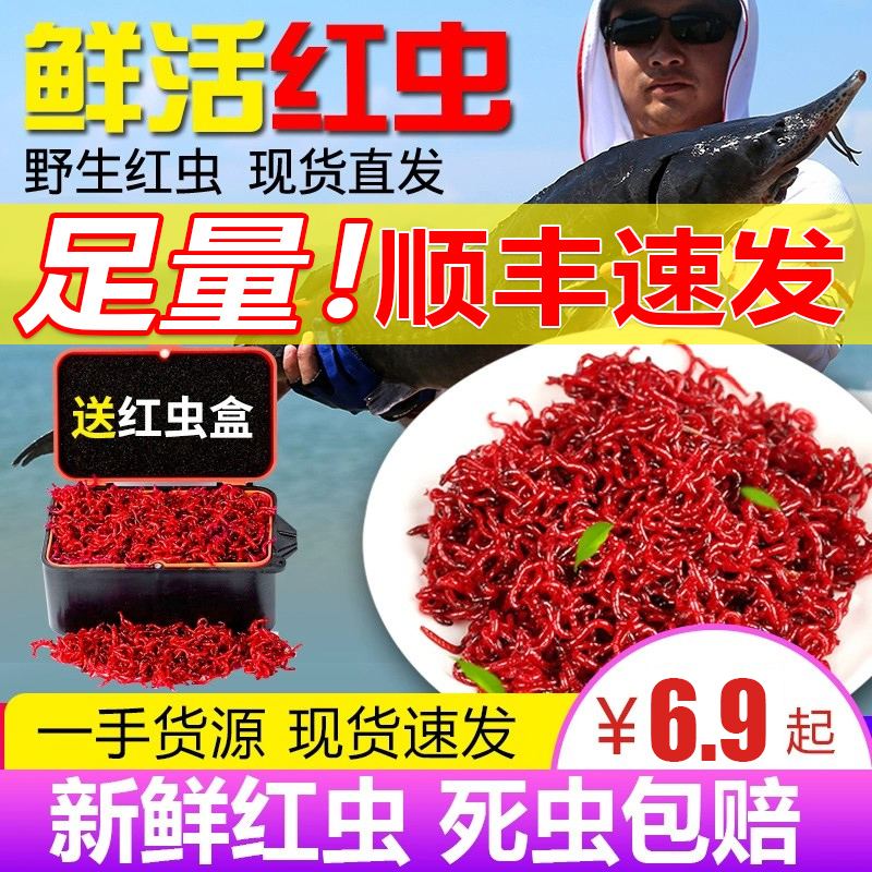 渔具店的红虫(渔具店的红虫从哪里进货)