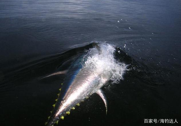 鸡肠能海钓吗(鸡肠可以海钓吗)
