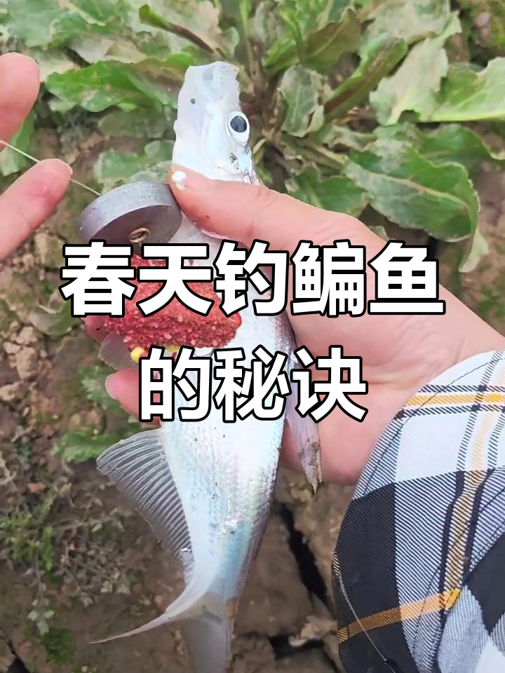 春天翻板钩钓鱼技巧(春季翻板钩钓鱼技巧)