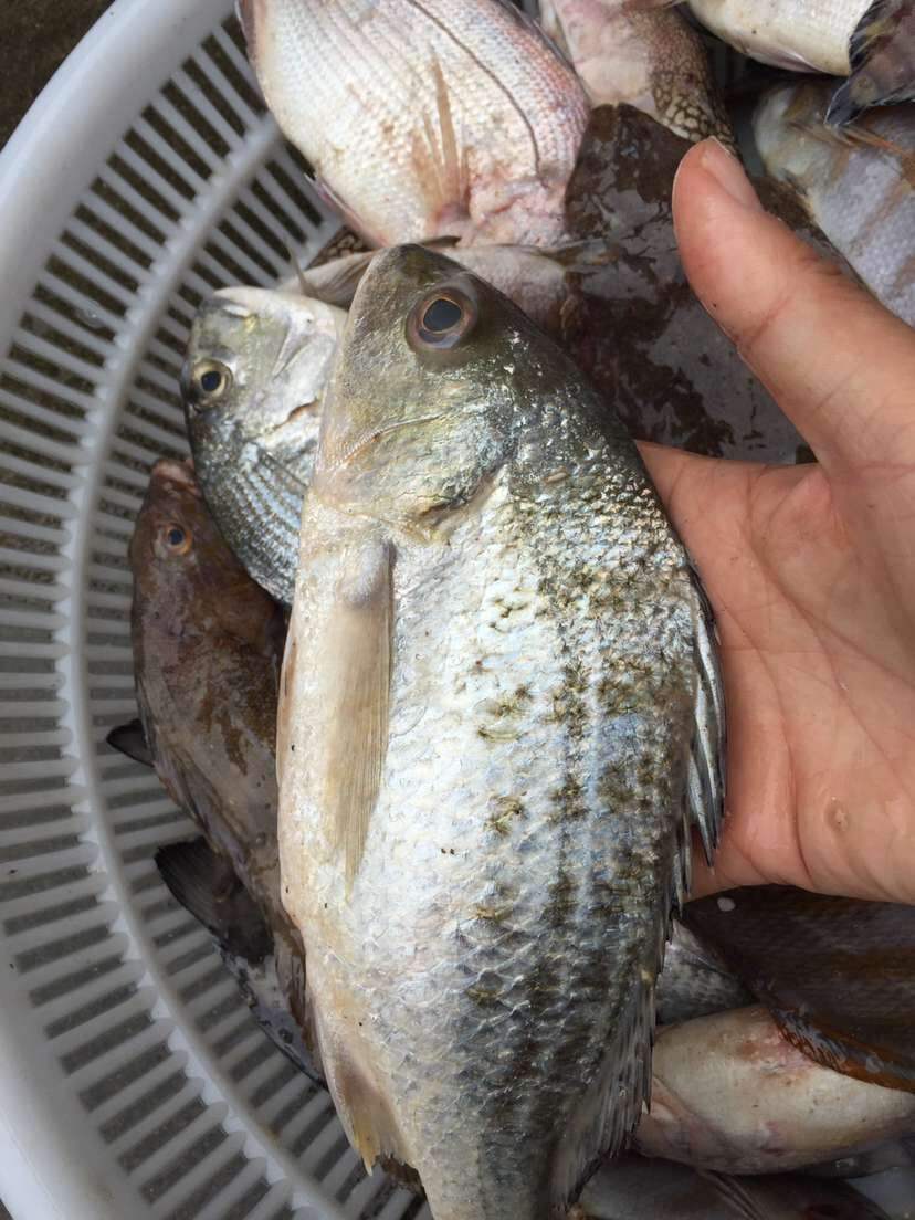 海钓黄鳍鲷秘密(海钓黄鳍鲷的最佳钓法)