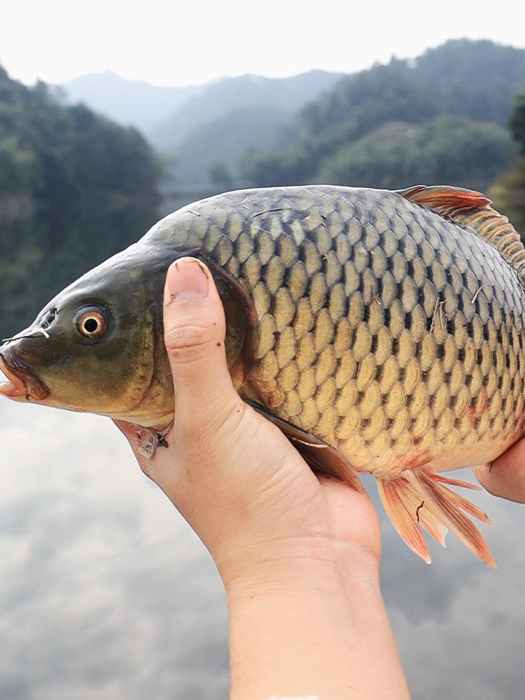 春季钓鲤鱼调漂技巧(春季钓鲤鱼怎么选钓位)