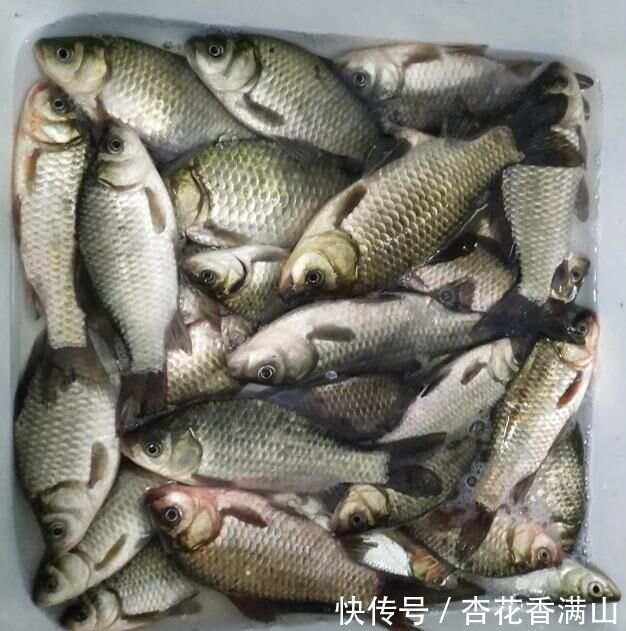 钓沙板鱼技巧(钓沙板鱼技巧视频教程)